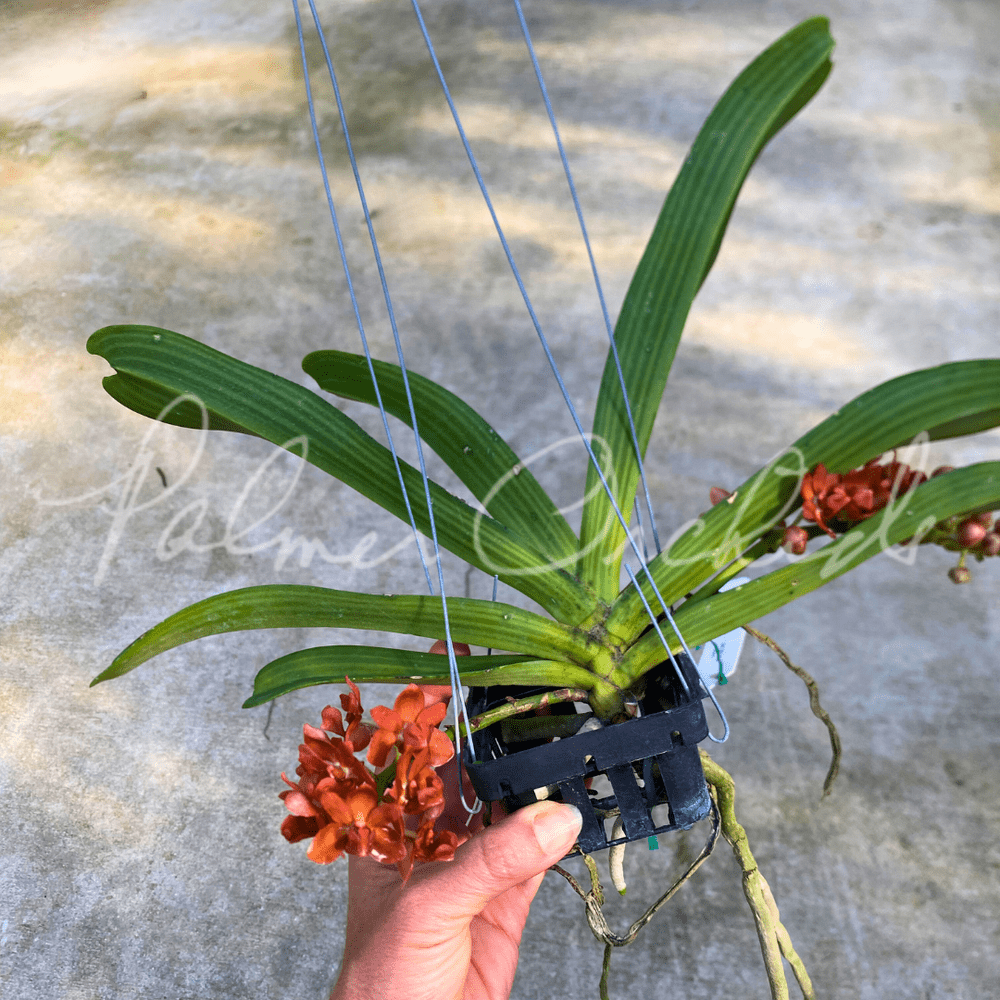 Rhynchostylis gigantea 'Super Tangerine' — Palmer Orchids